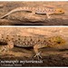 Mysore Round-eyed Gecko - Photo (c) Zeeshan Mirza, some rights reserved (CC BY-NC), uploaded by Zeeshan Mirza