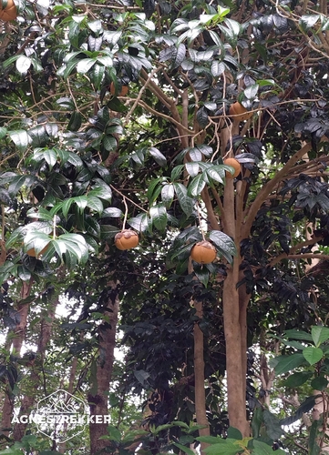 Camellia granthamiana observed 2026-08-24