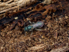 Lasioglossum coeruleum