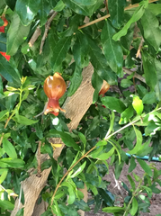 Punica