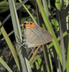 Strymon melinus image