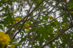 Anairetes reguloides