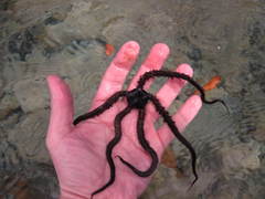 Ophiocoma echinata
