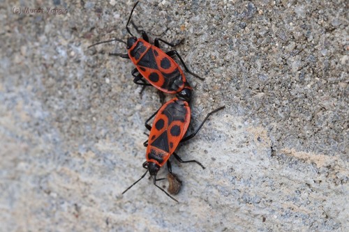 European Firebug
