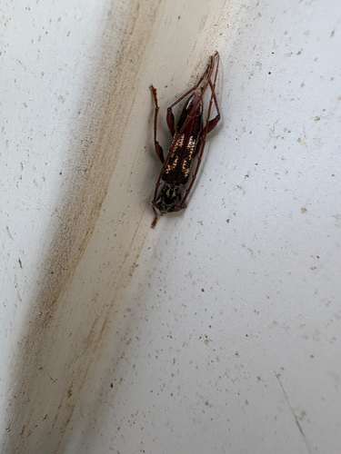 Coptocercus rubripes