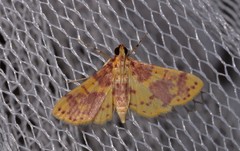 Conogethes haemactalis
