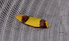 Heterallactis euchrysa