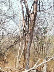 Bursera schlechtendalii