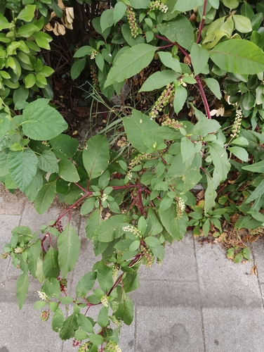 American pokeweed