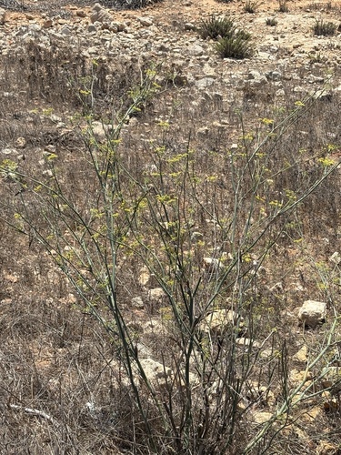 fennel