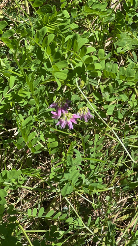 purple crownvetch