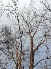 Bursera schlechtendalii