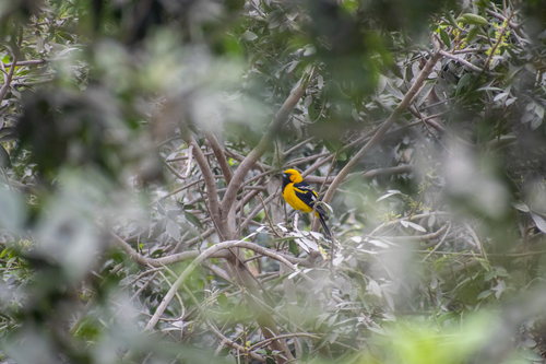 Weißschwingentrupial (Icterus graceannae)