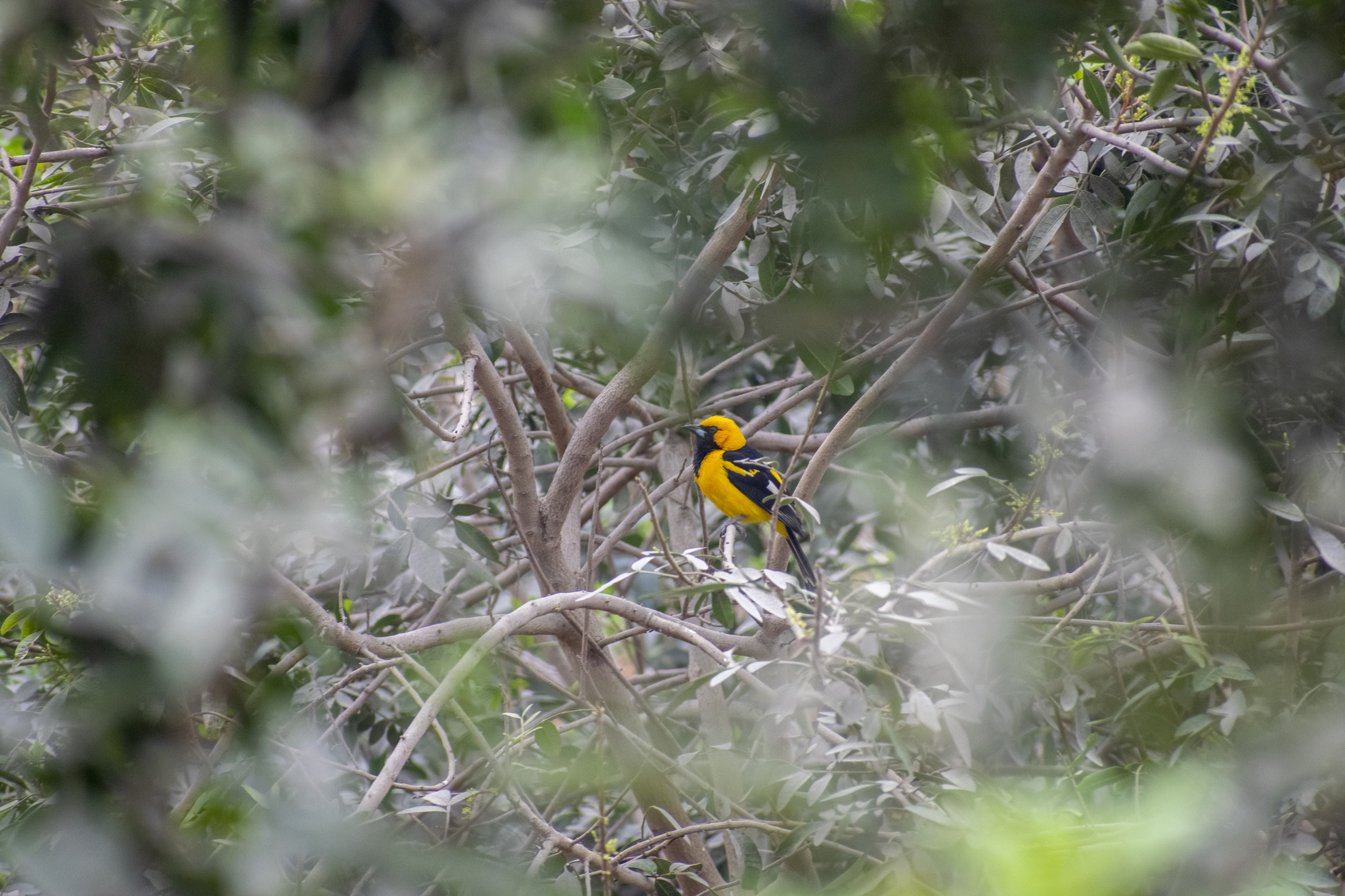 White-edged Oriole illustration