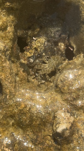 Marbled Crab