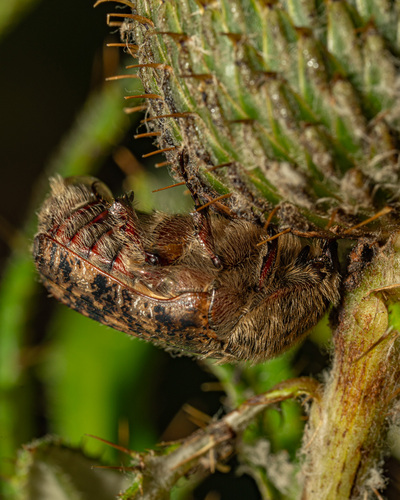 Bumble Flower Beetle