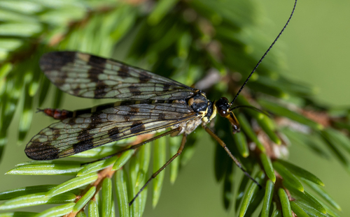 Meadow Scorpionfly