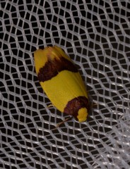 Heterallactis euchrysa