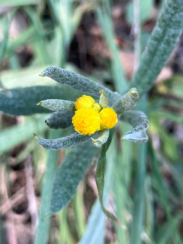 Common Everlasting