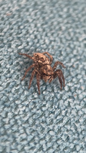 Pantropical Jumping Spider
