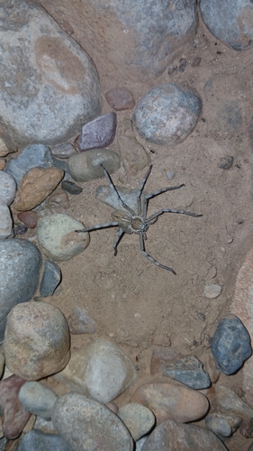 Eusparassus oraniensis