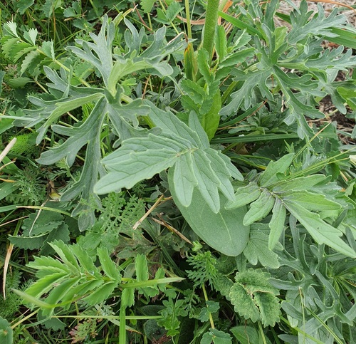 Patrinia rupestris, photograph 3