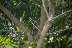 Glaucidium peruanum