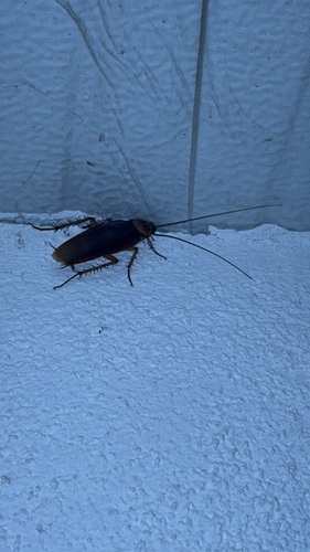 American Cockroach