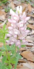 Lupinus texensis
