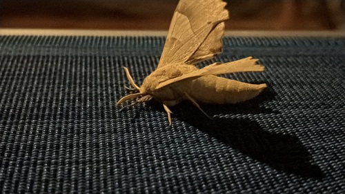 Oak Hawkmoth