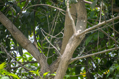 Glaucidium peruanum