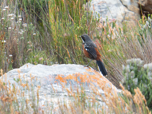 iNaturalist image