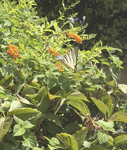 Scarce Swallowtail