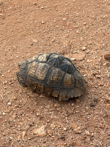 Indian Star Tortoise