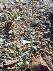 Streptanthus brachiatus