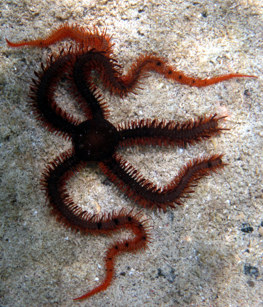 Red ophiocoma
