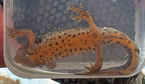Balkan-Anatolian Crested Newt