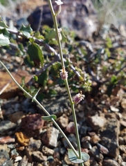 Streptanthus brachiatus