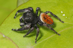Phidippus princeps