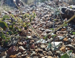 Streptanthus brachiatus