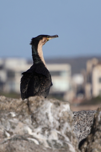 iNaturalist image