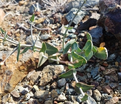 Streptanthus brachiatus