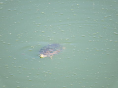 Trachemys venusta venusta