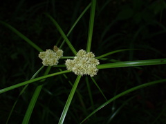 Cyperus luzulae, photograph (c) chiuluan, some rights reserved (CC BY)