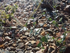 Streptanthus brachiatus