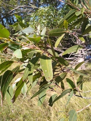 Eucalyptus carnea