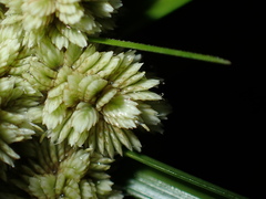 Cyperus luzulae, photograph (c) chiuluan, some rights reserved (CC BY)