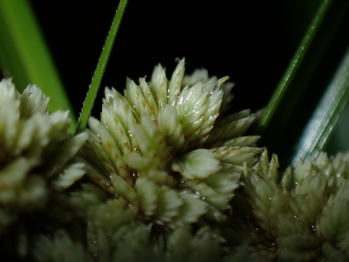 Cyperus luzulae, photograph 6