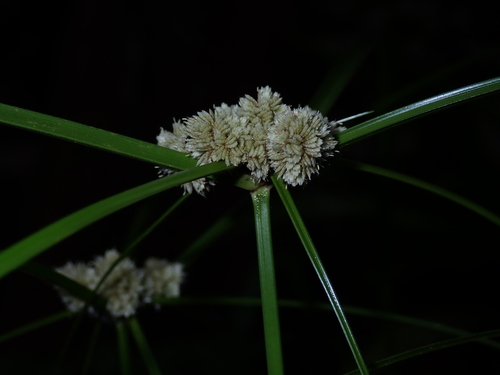 Cyperus luzulae, photograph 4