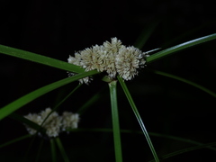 Cyperus luzulae, photograph (c) chiuluan, some rights reserved (CC BY)